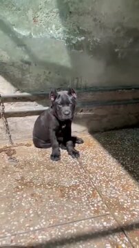 Black cane corso puppy sitting on the floor and howling in this cinematic 4k video clip
