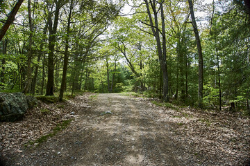 A forest trail in the summer. © Ivan