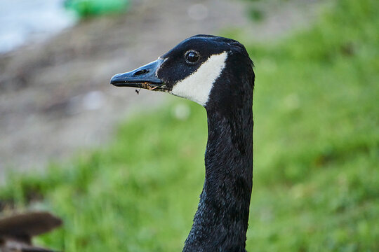 canada goose portrait
