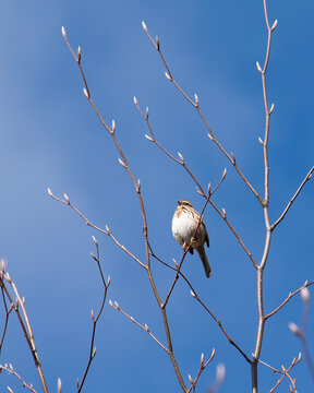 Song Sparrow Singing on Budding Branch