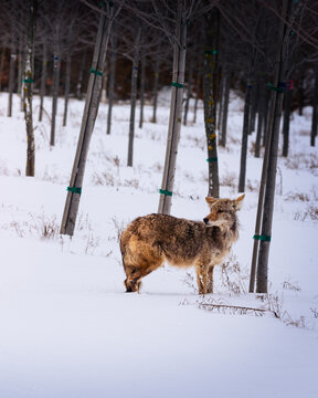 Wild Coyote in Snow Among Bare Trees