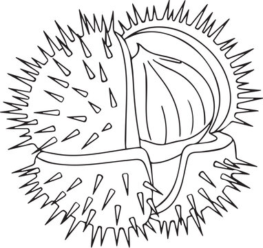 Horse chestnut line art vector, prickly seed pod illustration, botanical chestnut outline for coloring book, autumn forest nut graphic