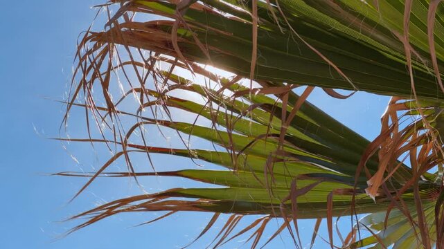 Sunlight piercing through green tropical palm frond with dry fiber strand against bright blue sky, sunny exotic vegetation paradise scene