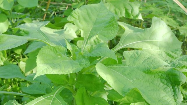 Leaves background, green leaf wind blowing nature forest field growth beauty spring foliage herb summer tropical