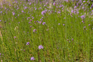Obraz premium The wildflowers in the park