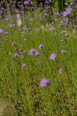 Obraz premium The wildflowers in the park