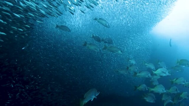 Massive School of Sardines Underwater, Stunning Marine Life Bait Ball Philippines