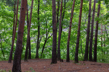 Fototapeta premium trees in the forest