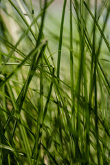 Fototapeta premium The green grass plants in the city park