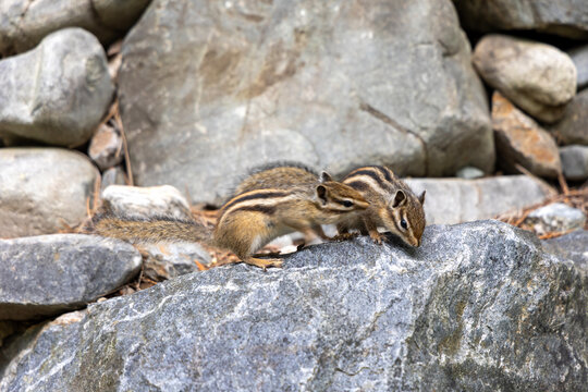 Two squirrels between the stones