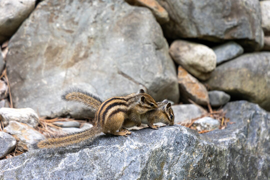 Two squirrels between the stones