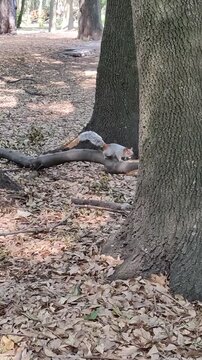 An adorable gray squirrel is perched on a tree trunk in the garden.Una adorable ardilla de color gris est&aacute; arriba de un tronco de un &aacute;rbol en el jard&iacute;n.77)
