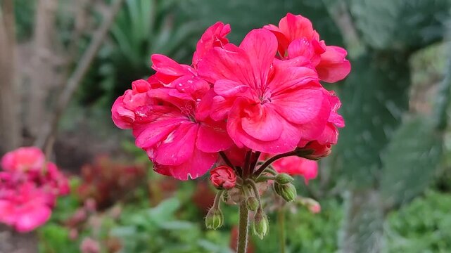 A background photo of beautiful pink flowers in a spring style.Una foto de fondo de unas bellas flores de color rosa con estilo de primavera.44