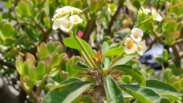 Small and beautiful white flowers blooming in the garden in the afternoon.Peque&ntilde;as y hermosas flores de color blanco floreciendo en el jard&iacute;n por la tarde.120
