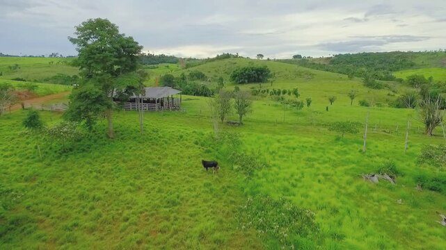 Aerial view of family farmstead in Apu&iacute;, Amazonas, Brazil: andiroba (Carapa guianensis), ing&aacute; (Inga edulis), castanha do par&aacute; (Bertholletia excelsa).