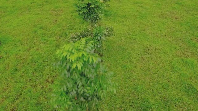 Drone close-up of tree canopy in silvopastoral farm, Apu&iacute;, Amazonas, Brazil: andiroba (Carapa guianensis), ing&aacute; (Inga edulis), castanha do par&aacute; (Bertholletia excelsa).