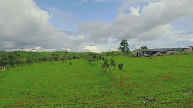 Drone close-up of tree canopy in silvopastoral farm, Apu&iacute;, Amazonas, Brazil: andiroba (Carapa guianensis), ing&aacute; (Inga edulis), castanha do par&aacute; (Bertholletia excelsa).