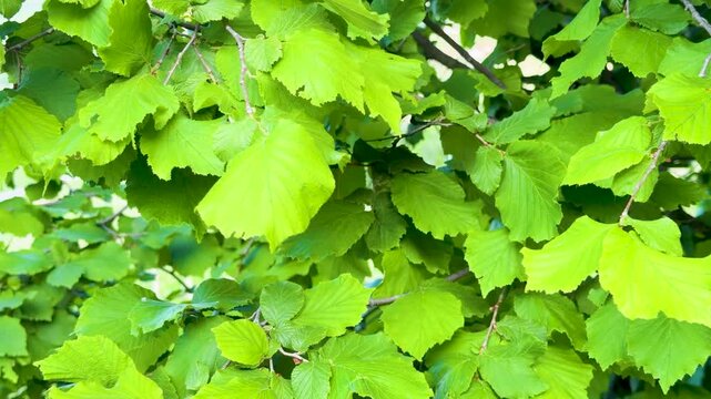 Lush Green Hazelnut Tree Foliage in a Sunny Italian Orchard