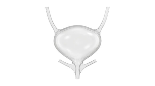 Human bladder and urinary system 3D render. Medical illustration for urology health and renal medicine.