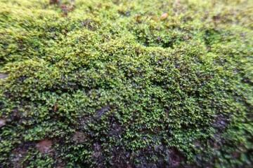 Obraz premium Vivid moss close-up - natural green texture background