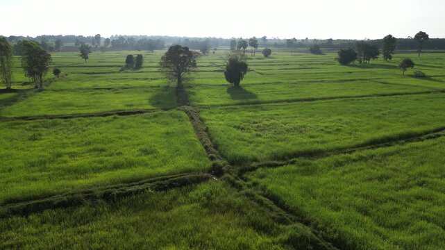 The rice-growing landscapes of northeastern Thailand are uniquely characterized by vast open field scattered with large trees. These areas serve as one of the country's most important rice-producing.