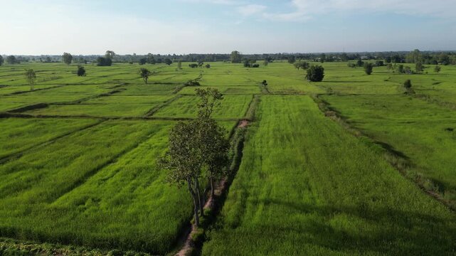 The rice-growing landscapes of northeastern Thailand are uniquely characterized by vast open field scattered with large trees. These areas serve as one of the country's most important rice-producing.