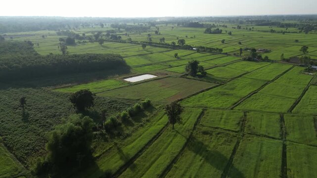 The rice-growing landscapes of northeastern Thailand are uniquely characterized by vast open field scattered with large trees. These areas serve as one of the country's most important rice-producing.
