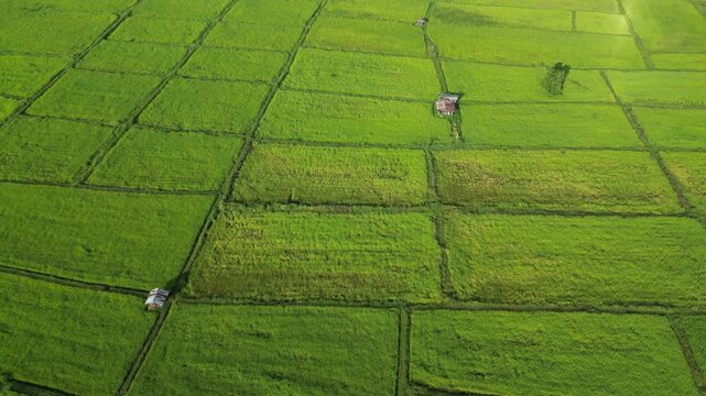 An aerial drone shot captures a vibrant patchwork of lush green rice paddies and agricultural fields.Landscape show different pattern at morning in the northeastern Thailand.