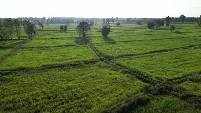 The rice-growing landscapes of northeastern Thailand are uniquely characterized by vast open field scattered with large trees. These areas serve as one of the country's most important rice-producing.