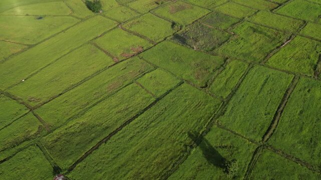 An aerial drone shot captures a vibrant patchwork of lush green rice paddies and agricultural fields.Landscape show different pattern at morning in the northeastern Thailand.