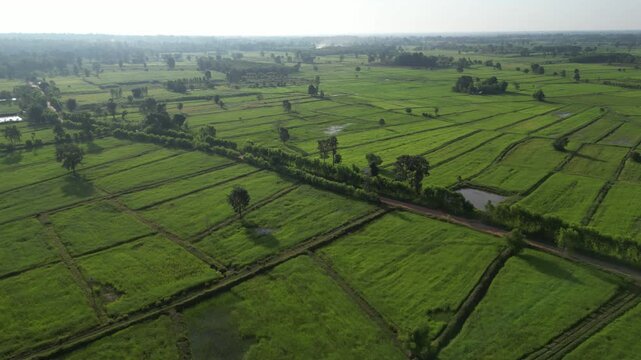 An aerial drone shot captures a vibrant patchwork of lush green rice paddies and agricultural fields.Landscape show different pattern at morning in the northeastern Thailand.