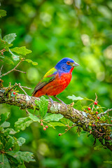 Fototapeta premium beautiful and colarful Bird perched on tree