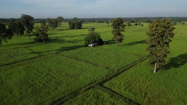 The rice-growing landscapes of northeastern Thailand are uniquely characterized by vast open field scattered with large trees. These areas serve as one of the country's most important rice-producing.