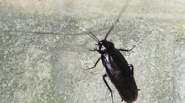 

A cockroach (Blatta orientalis) scavenging for food at night near garbage#003

야간에 쓰레기 주변에서 활동하는 검정바퀴벌레의 모습
#003


