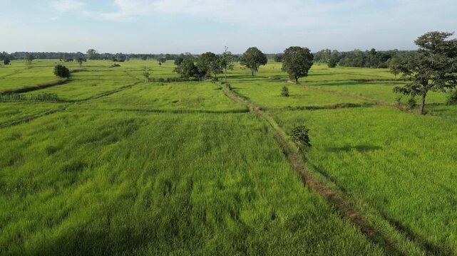 The rice-growing landscapes of northeastern Thailand are uniquely characterized by vast open field scattered with large trees. These areas serve as one of the country's most important rice-producing.