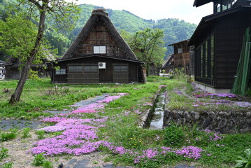 白川郷の合掌造り家屋と花咲く小径の美しい風景 / Gassho‑zukuri house with blooming flower path in Shirakawa‑go  © 拓也 山並