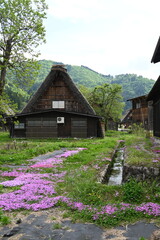 白川郷の合掌造り家屋と花咲く小径の美しい風景 / Gassho‑zukuri house with blooming flower path in Shirakawa‑go  © 拓也 山並