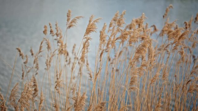 Soft focus shot of dry reed grass swaying in the wind, backlit with warm natural light