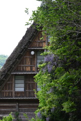 白川郷の合掌造り家屋と緑に包まれた伝統風景 / Traditional Gassho‑zukuri house surrounded by greenery in Shirakawa‑go  © 拓也 山並