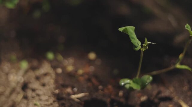 晴れた日の畑で風に揺れる苗のリアル映像 植物の成長と自然を感じる農業イメージ（AI生成）