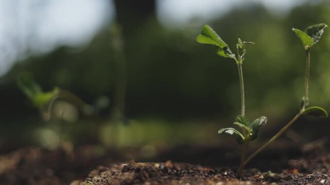 晴れた日の畑で風に揺れる苗のリアル映像 植物の成長と自然を感じる農業イメージ（AI生成）