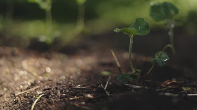 晴れた日の畑で風に揺れる苗のリアル映像 植物の成長と自然を感じる農業イメージ（AI生成）