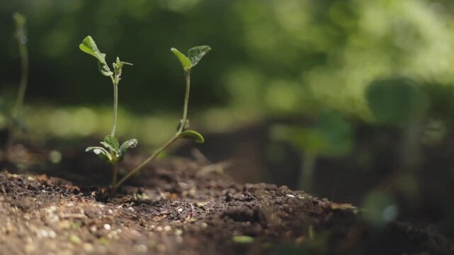 晴れた日の畑で風に揺れる苗のリアル映像 植物の成長と自然を感じる農業イメージ（AI生成）