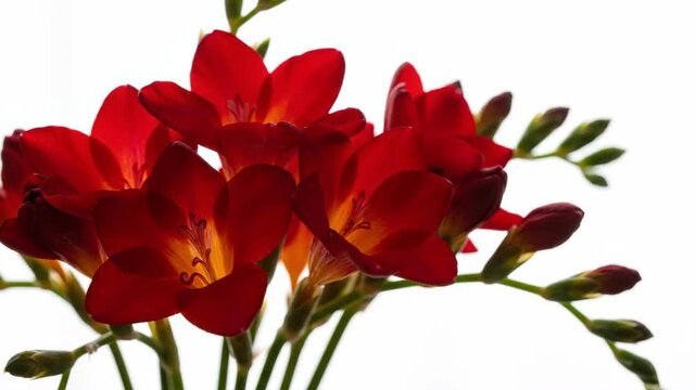Scarlet Freesia Bloom: A cluster of vibrant scarlet freesias, their petals a deep, rich red with hints of golden orange at their throats, unfurl gracefully against a clean backdrop.