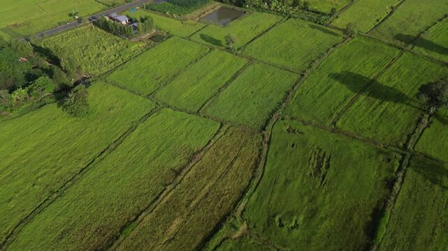 An aerial drone shot captures a vibrant patchwork of lush green rice paddies and agricultural fields.Landscape show different pattern at morning in the northeastern Thailand.