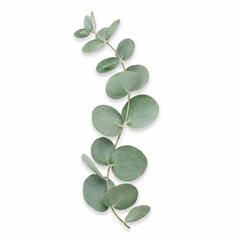 Obraz premium Fresh Eucalyptus Leaf Isolated on White Background Highlighting Natural Greenery and Organic Elements for Use in Wellness and Aromatherapy Themes