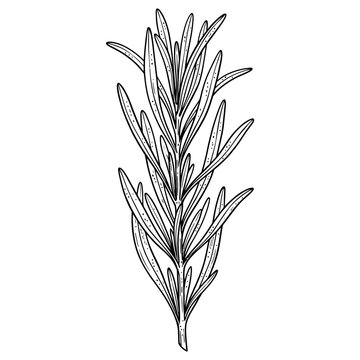Green wheat grass bundle isolated illustration