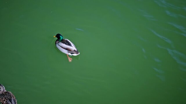 Top down shot of a male mallard duck swimming on still green water