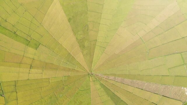 Aerial top view of the famous spider web rice paddies near Ruteng on Flores Island, Indonesia, showcasing geometric agricultural patterns in vibrant green and golden tones.