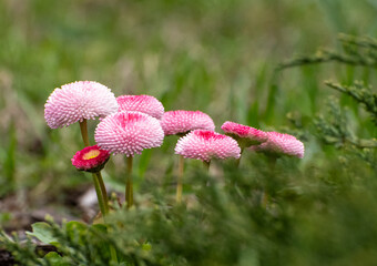 Pink Bellis perennis daisies growing in a grassy meadow. Close-up nature photograph featuring soft focus, fresh spring atmosphere and colorful wildflowers in natural sunlight. © Alina